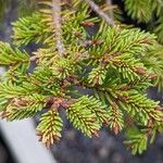 Picea abies Folha