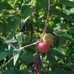 Diplocyclos palmatus Fruit