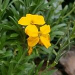 Fourraea alpina Flower
