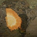 Garcinia kola Bark