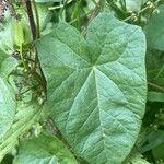 Calystegia silvatica Leaf