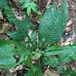 Psychotria globosa Hoja