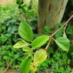 Hibiscus calyphyllus 其他