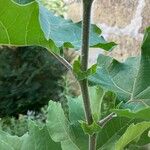 Platanus orientalis Bark