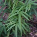 Pteris cretica Blatt