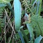 Galanthus elwesii Leht