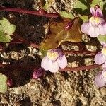 Cymbalaria muralis Ліст