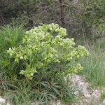 Helleborus foetidusFlower