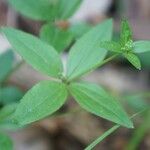 Galium circaezans Leaf