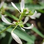 Chamaesyce hypericifolia Kvet
