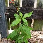 Ruellia brevifoliaΦύλλο