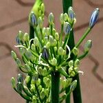 Agapanthus africanus Flower