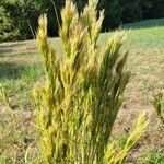 Andropogon bicornis Leaf