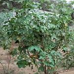 Gossypium barbadense Hábito