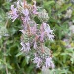 Salvia leucophylla Цветок