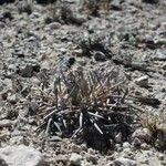 Echinocactus horizonthalonius Leaf