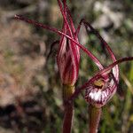Caladenia denticulata Flower