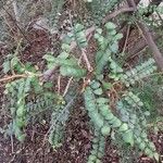 Sophora microphylla Hoja