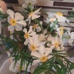 Narcissus tazettaFlower