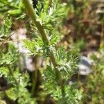 Achillea ligustica Liść