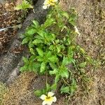 Turnera subulata Feuille