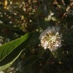 Buddleja albiflora Кветка