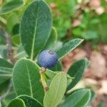 Rhaphiolepis indica Fruit