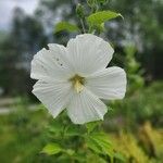 Hibiscus moscheutosKvet