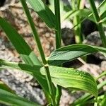 Elymus repens Leaf