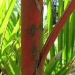 Cyrtostachys renda Bark