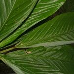 Hylaeanthe unilateralis Hoja