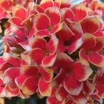 Kalanchoe blossfeldiana花