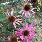 Echinacea purpurea Цвят