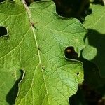 Solanum violaceum Leaf