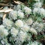 Paronychia argentea Floare