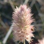 Trifolium arvense 花