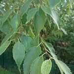 Celtis australisBlad