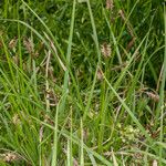 Carex hirta Folha