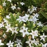 Stenaria nigricans Flower