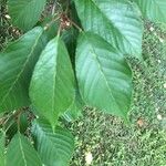 Prunus × yedoensis Leaf