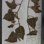 Argyreia roxburghii Other