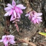 Indigofera decora फूल