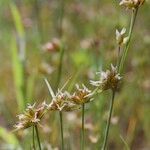 Juncus capitatus Annet