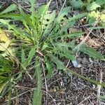Crepis micrantha عادت داشتن
