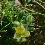 Helianthemum salicifolium Други