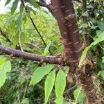 Prunus serrula Corteza