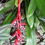 Aechmea weilbachii 花