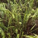 Nephrolepis abrupta Habit