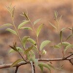 Ximenia americana Leaf