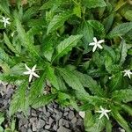 Hippobroma longiflora Λουλούδι